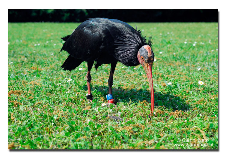 Ibis eremita! Geronticus eremita