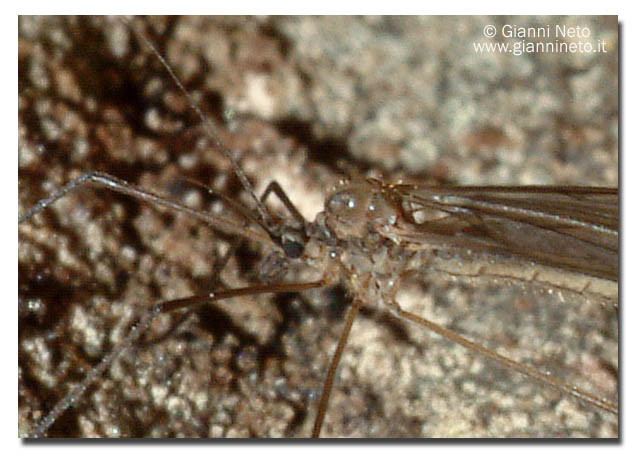 Tipulidae