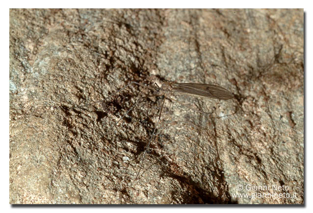 Tipulidae