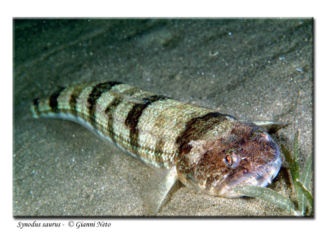 Muraena helena, Synodus saurus e Bothus podas