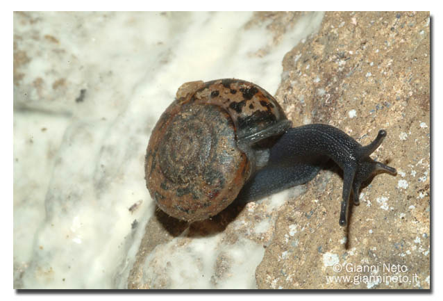 Chilostoma (Campylaea) planospira (Lamarck, 1822)