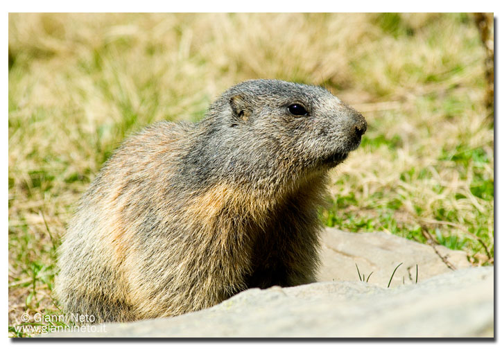 Incontro Ravvicinatissimo - Marmota marmota