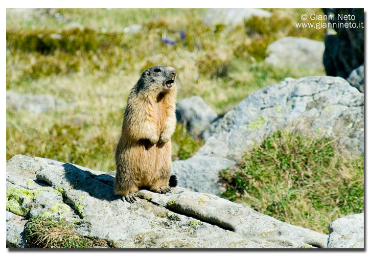 Incontro Ravvicinatissimo - Marmota marmota