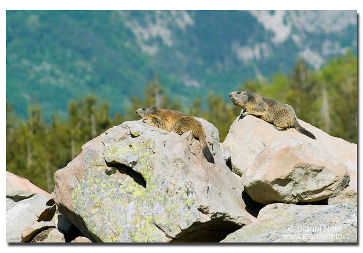 Incontro Ravvicinatissimo - Marmota marmota