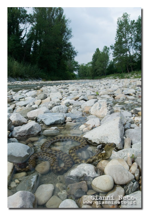Natrix