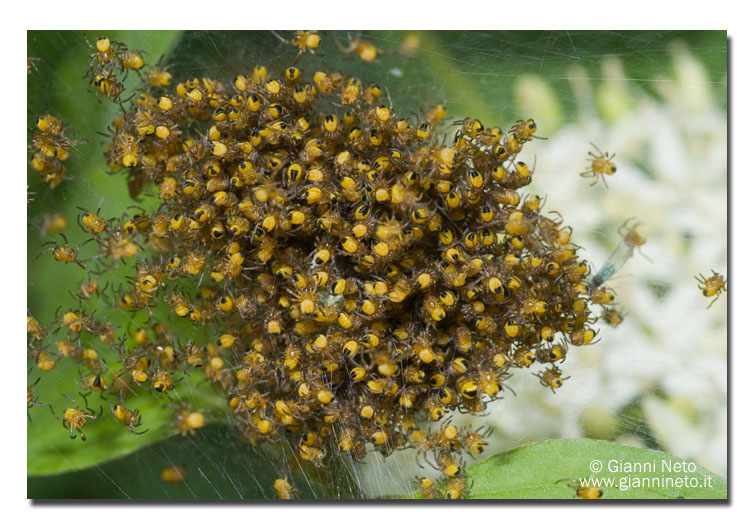 Piccoli di Araneus sp.