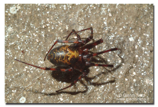 Ragno di grotta (Meta sp. con ovisacco)