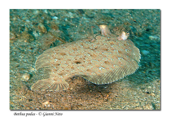 Bothus podas Rombo di rena