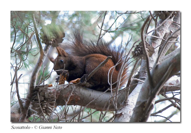 Sciurus vulgaris. Varie localit