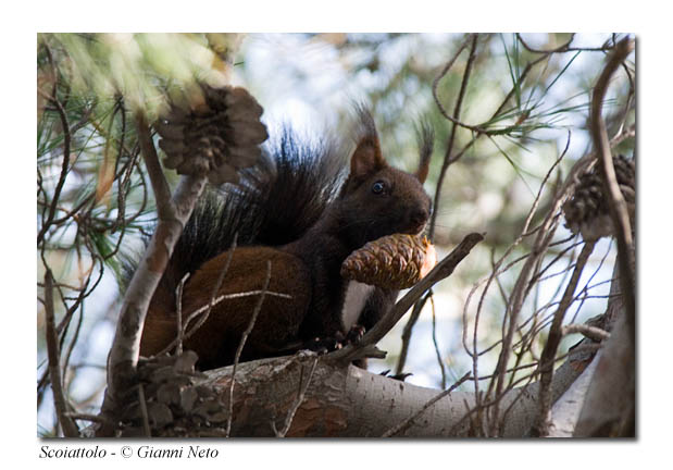 Sciurus vulgaris. Varie localit