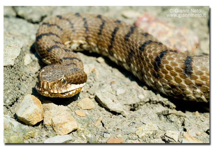 Vipera