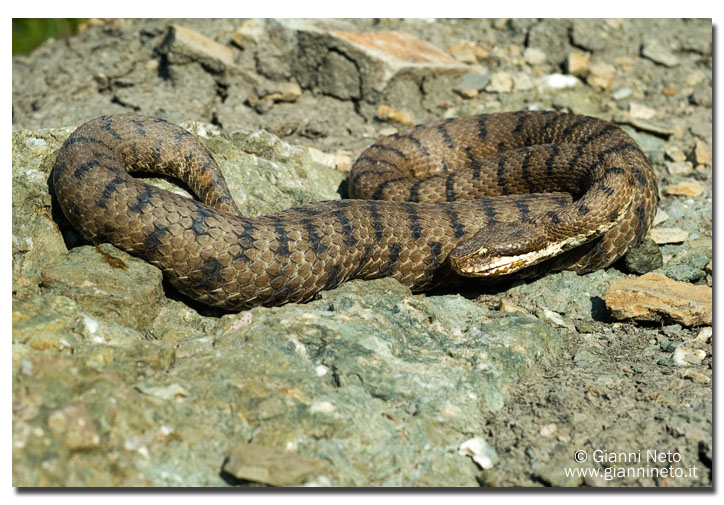 Vipera