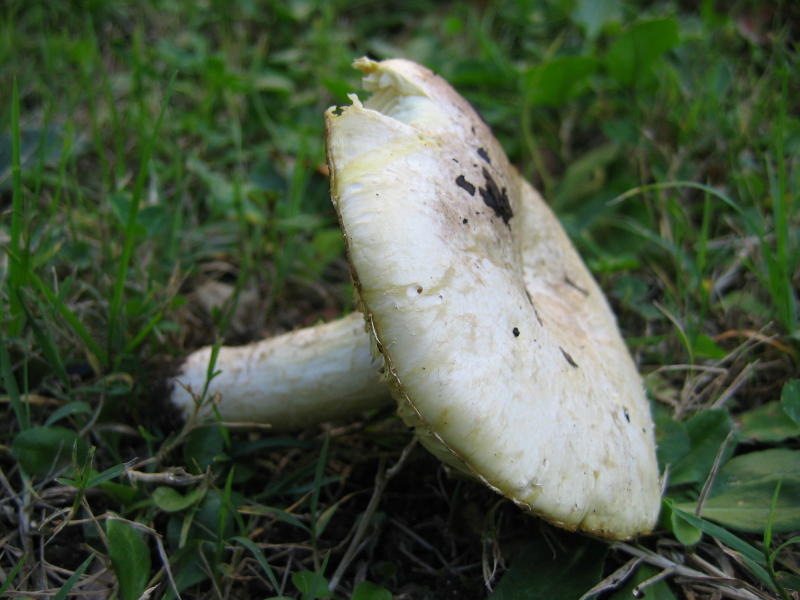 fungo su prato a 1100 mt di quota
