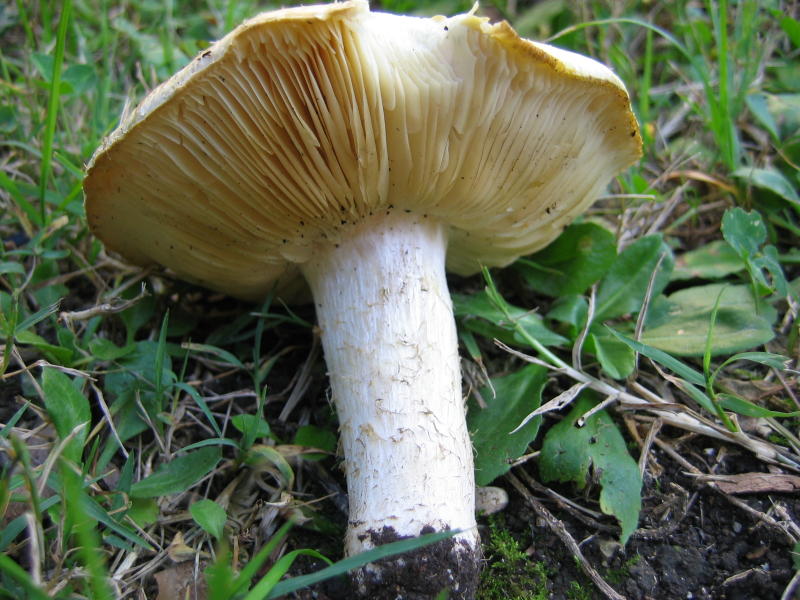 fungo su prato a 1100 mt di quota