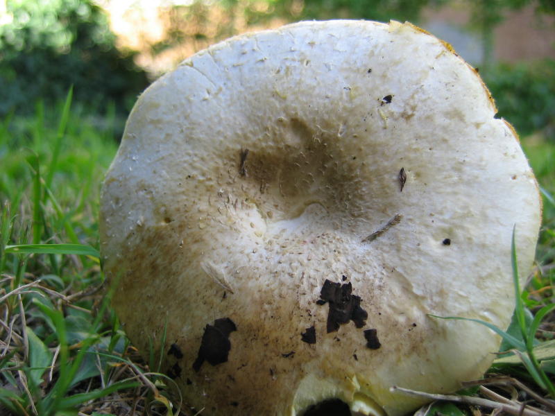 fungo su prato a 1100 mt di quota