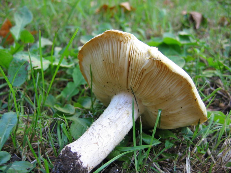 fungo su prato a 1100 mt di quota