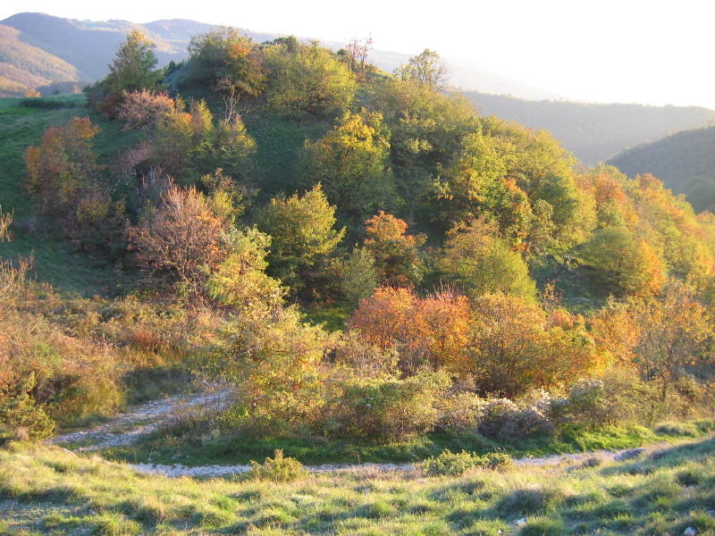 Perdersi nel bosco.....d''autunno