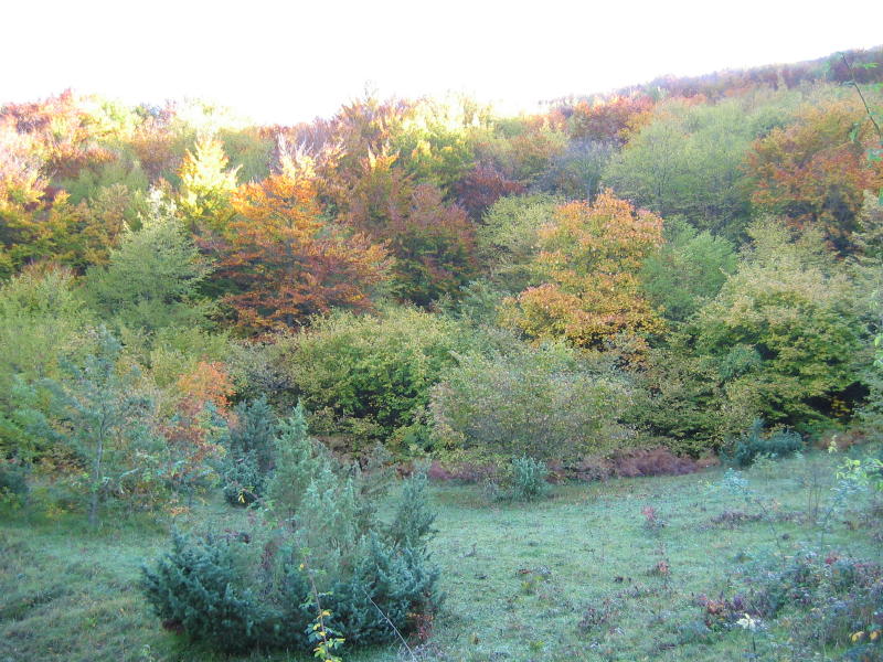 Perdersi nel bosco.....d''autunno
