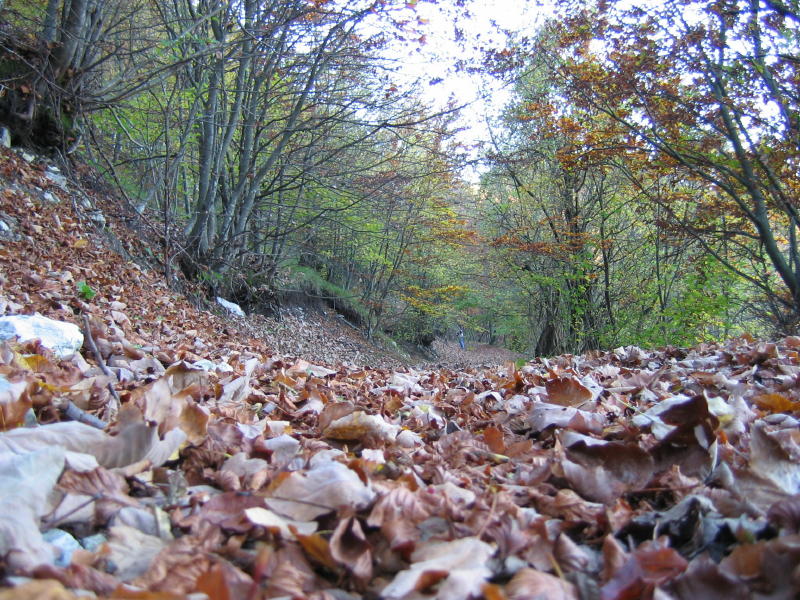 Perdersi nel bosco.....d''autunno