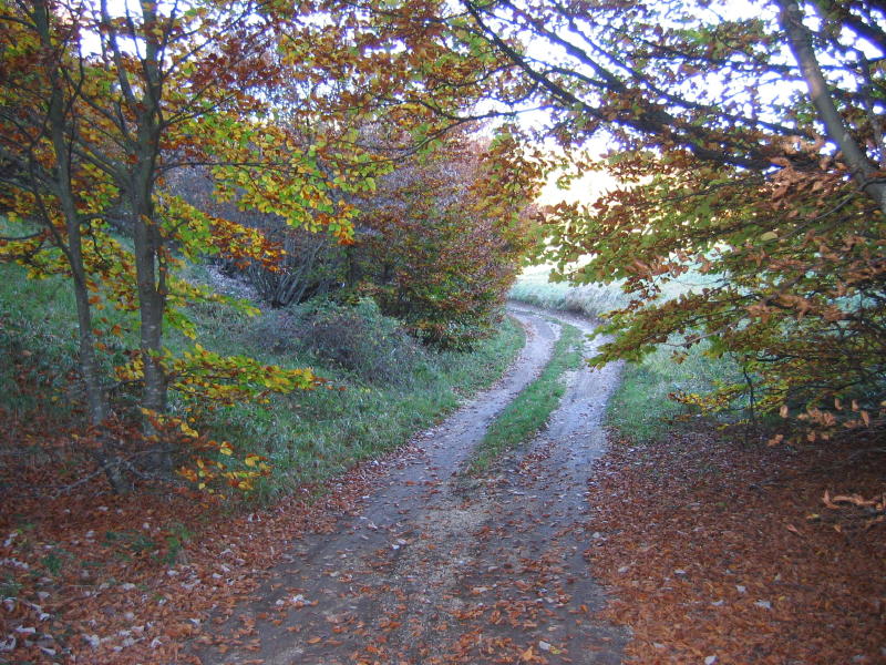 Perdersi nel bosco.....d''autunno