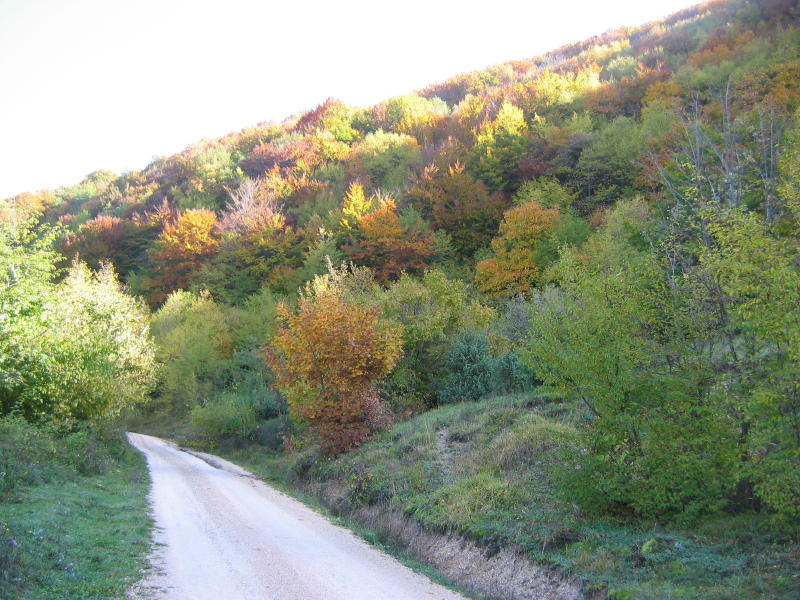 Perdersi nel bosco.....d''autunno