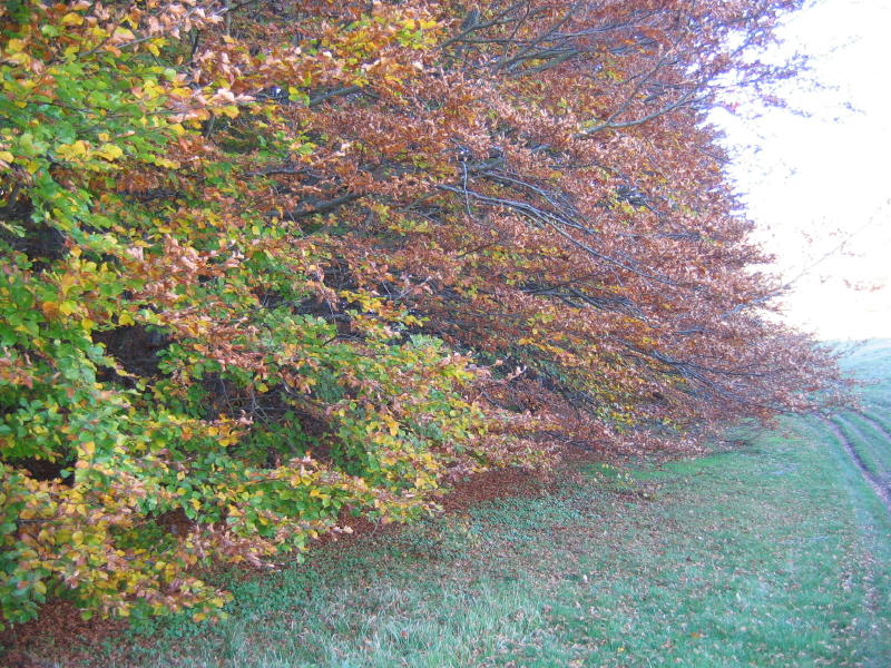 Perdersi nel bosco.....d''autunno