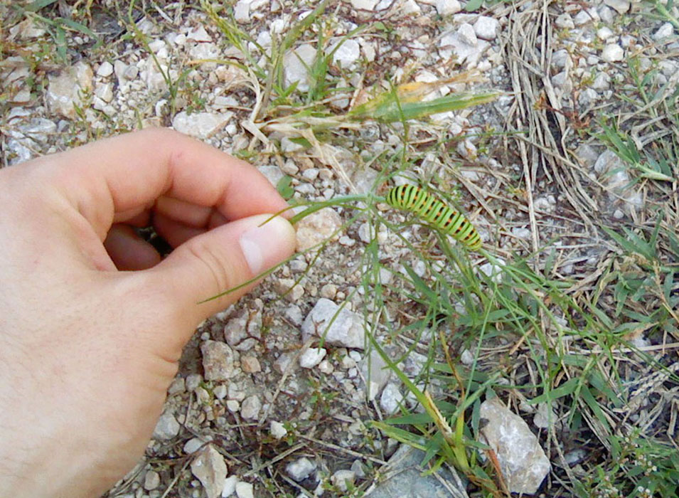 Oggi nell''orto...bruco di Papilio machaon