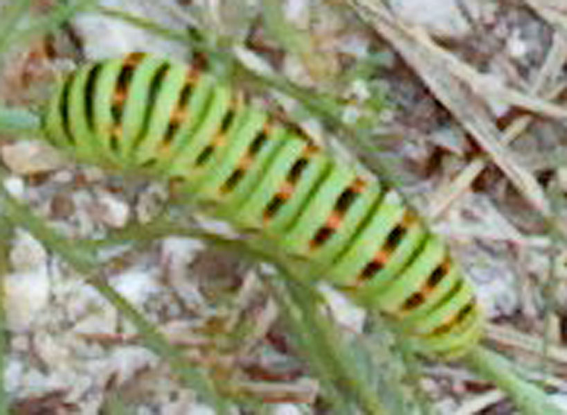 Oggi nell''orto...bruco di Papilio machaon