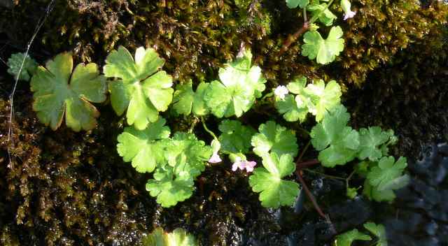 Geranium lucidum / Geranio lucido