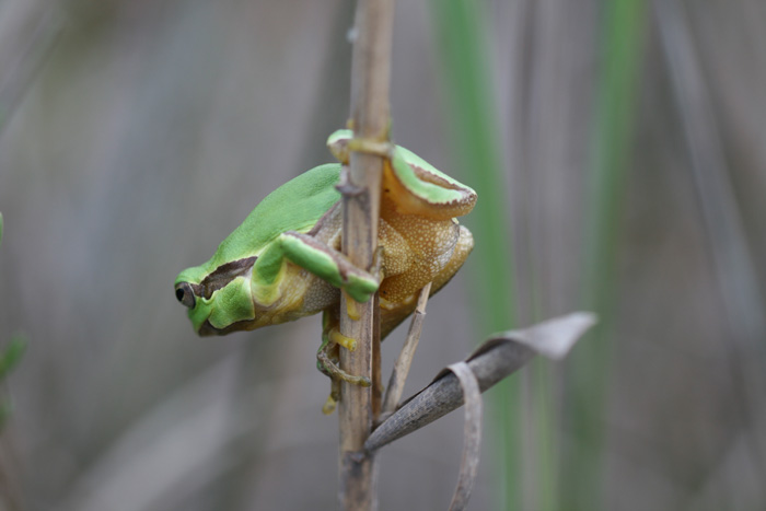 Raganella Italiana - Hyla intermedia
