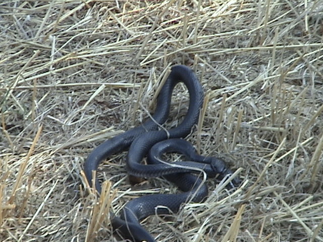 Biacco Mordace