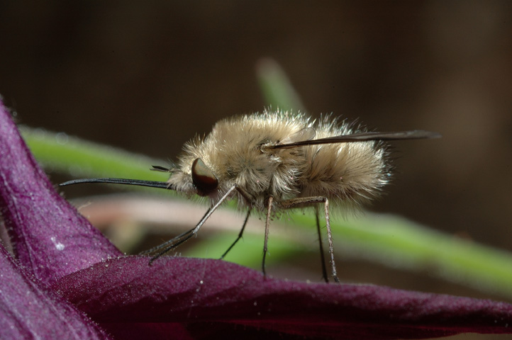 Bombylius major