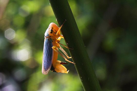 Cicadella viridis