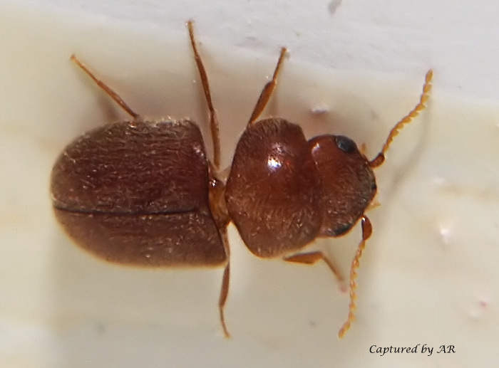Lasioderma serricorne (Coleoptera, Anobiidae)