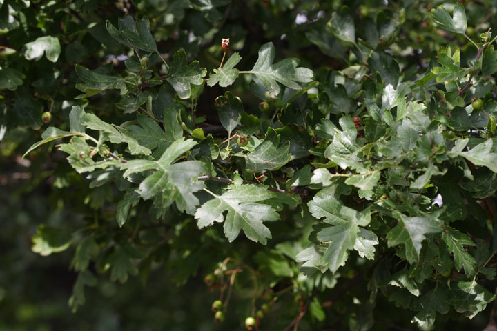 Crataegus monogyna / Biancospino comune