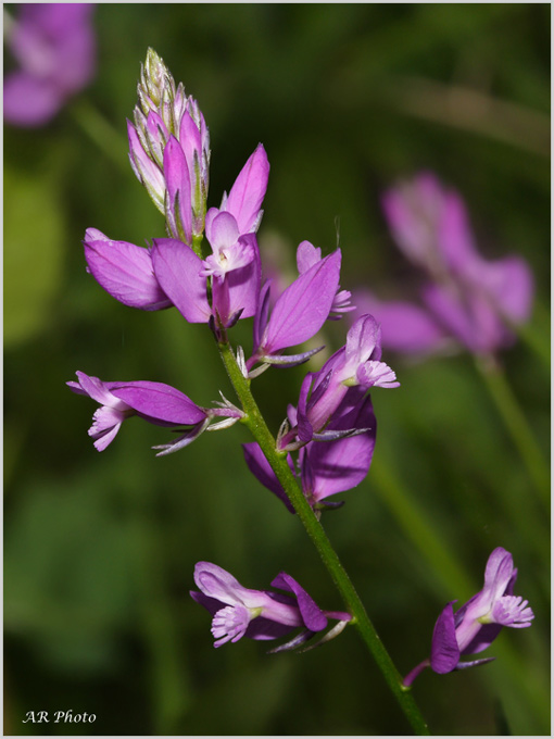 Sono orchidee? no, Orobanche e Polygala sp.