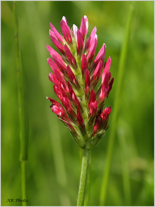 Trifolium incarnatum / Trifoglio incarnato