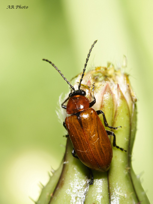 Exosoma lusitanicum (Coleoptera, Chrysomelidae)