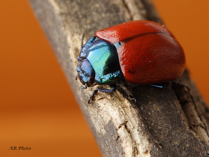 Chrysolina grossa (Coleoptera, Chrysomelidae)