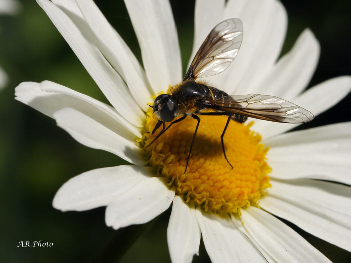 Pyrgus malvoides