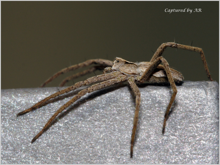 Pisaura sp.