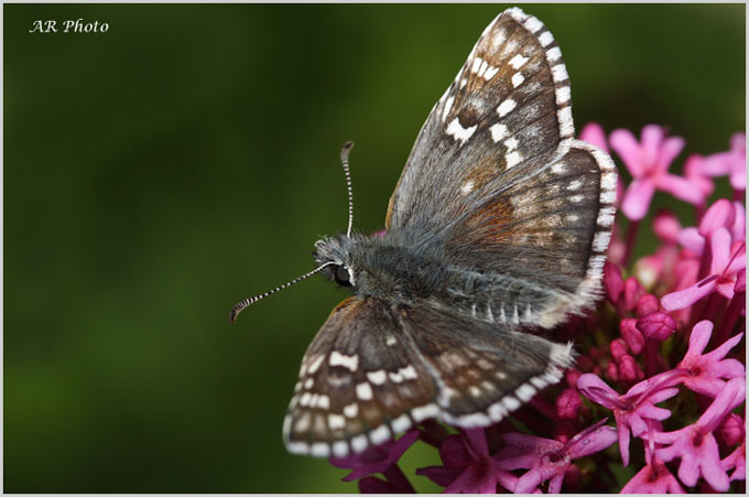 Pyrgus malvoides