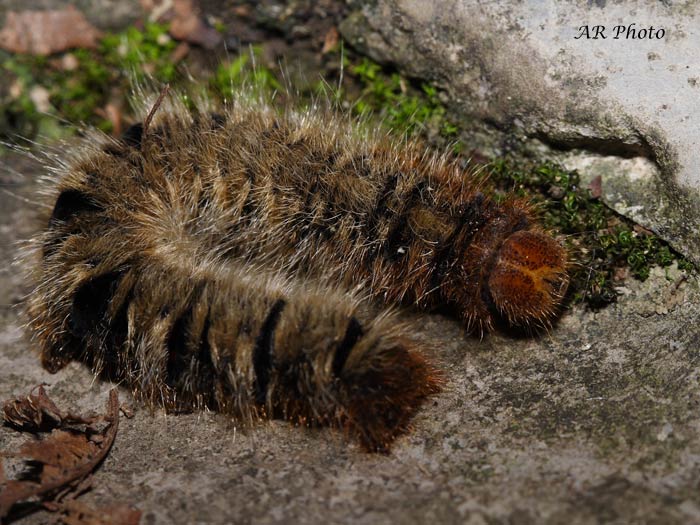 Lasiocampa quercus