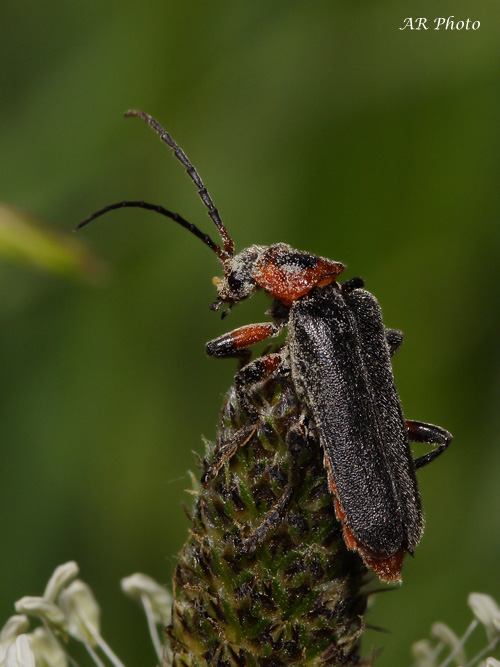 Cantharis rustica