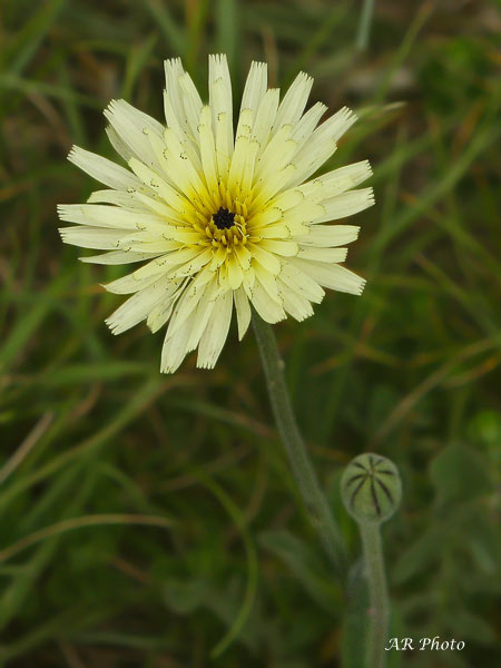 Urospermum dalechampii e Lotus hirsutus (=Dorycnium hirsutum)