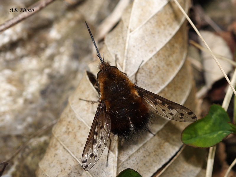 Insetto da determinare . Bombylius sp.