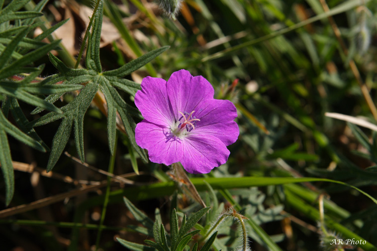Geranium sanguineum / Geranio sanguigno