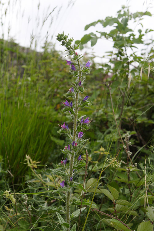 Echium vulgare / Viperina azzurra