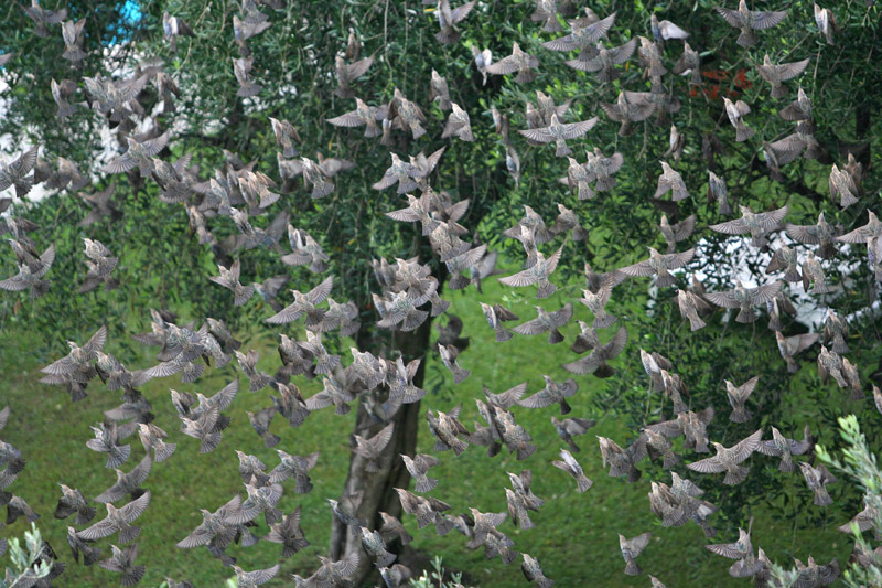 storno - Sturnus vulgaris
