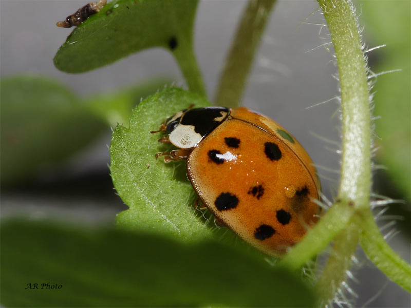 Harmonia axyridis